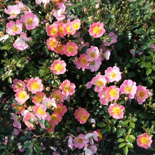 Rózsaszín, sárga központtal - Apróvirágú - magastörzsű rózsafa- csüngő koronaforma